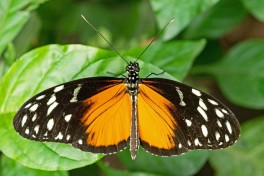 601.523-Tiger longwing - Heliconius hecale