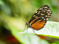 601.530-Tiger-longwing-Heliconius-hecale