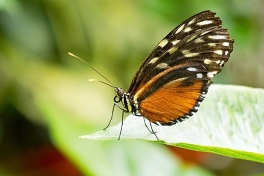 601.530-Tiger-longwing-Heliconius-hecale