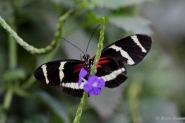 601.738- Hewitson's longwing - Heliconius hewitsoni