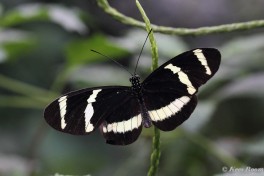 601.749- Hewitson's longwing - Heliconius hewitsoni