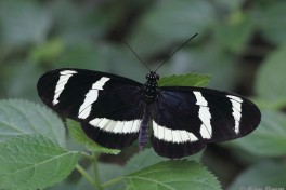 601.750- Hewitson's longwing - Heliconius hewitsoni