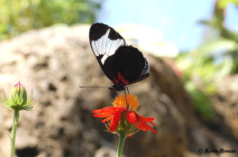 602.415- Sapho longwing - Heliconius sapho