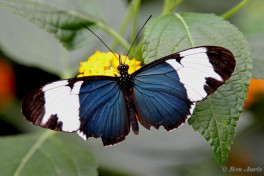 602.425- Sapho longwing - Heliconius sapho