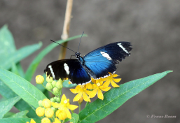 602.715-Sara-longwing-Heliconius-sara