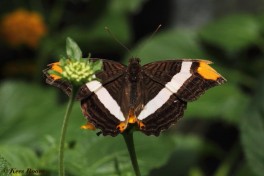 616.735- Band-celled sister - Adelpha Fessonia