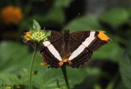 616.735- Band-celled sister - Adelpha Fessonia