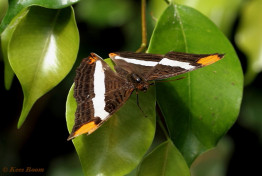616.736- Band-celled sister - Adelpha Fessonia