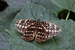 618.935-Common-archduke-Lexias-paradalis