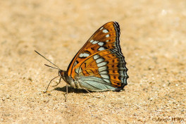 620.320- Grote ijsvogelvlinder - Limenitis populi