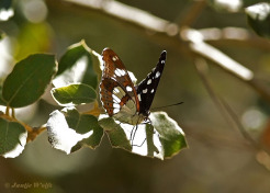 620.725F-Blauwe-ijsvogelvlinder-Limenitis-reducta
