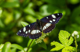620.726- Blauwe ijsvogelvlinder - Limenitis reducta