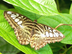626.810-Clipper-Parthenos-sylvia
