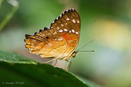 631.578-Brown-peacock-Anartia-amathea