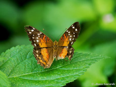 631.585- The brown peacock - Anartia amathea