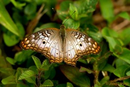 631.926-White peacock - Anartia jatrophae