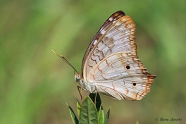 631.930A-White-peacock-Anartia-jatrophae