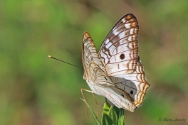 631.930C-White-peacock-Anartia-jatrophae