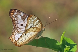 631.930D-White-peacock-Anartia-jatrophae