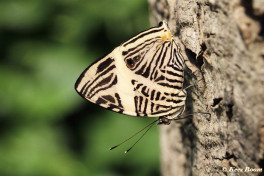 637.523- Dirce beauty - Colobura dirce