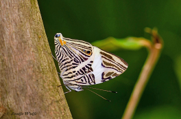 637.523B-Dirce-beauty-Colobura-dirce