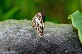 637.523C-Dirce-beauty-Colobura-dirce