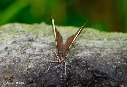 637.523D-Dirce-beauty-Colobura-dirce