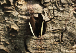 637.524- Dirce beauty - Colobura dirce