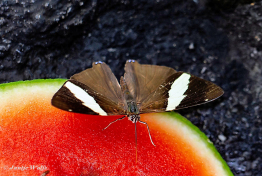 637.524D-Dirce-beauty-Colobura-dirce