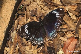 647.930-Blue-banded-Eggfly-Hypolimnas-alimena