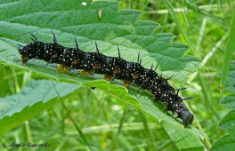 651.510- Dagpauwoog - Aglais io