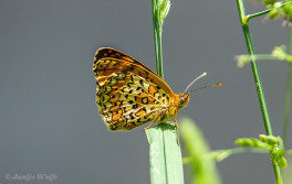 662.321- Centaurieparelmoervlinder - Melitaea arduinna