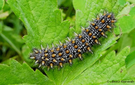 662.710-Bosparelmoervlinder-Melitaea-athalia