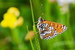 663.922 - Veldparelmoervlinder - Melitaea cinxia