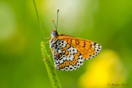 663.924- Veldparelmoervlinder - Melitaea cinxia