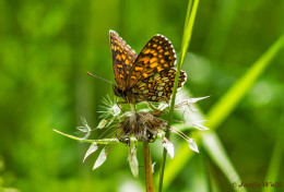 664.323- Woudparelmoervlinder - Melitaea diamina