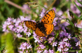 664.731-Tweekleurige parelmoervlinder - Melitaea didyma