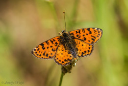 664.733-Tweekleurige parelmoervlinder - Melitaea didyma