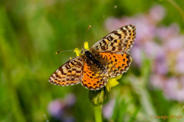664.736- Tweekleurige parelmoervlinder - Melitaea didyma