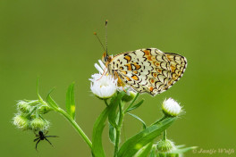 665.520-Knoopkruidparelmoervlinder - Melitaea phoebe