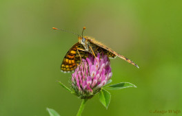 665.526- Knoopkruidparelmoervlinder - Melitaea phoebe