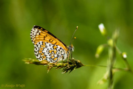 665.923- Toortsparelmoervlinder - Melitaea trivia