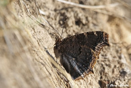 672.315-Rouwmantel-Nymphalis-antiopa