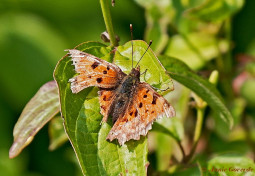 675.540- Gehakkelde aurelia - Polygonia c-album