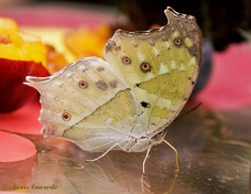 679.520-Forest mother of pearl - Protogoniomorpha parhassus
