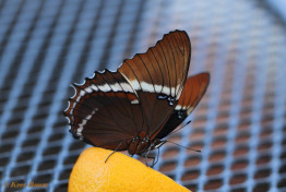 682.722- Rusty-tipped page - Siproeta epaphus