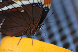 682.723- Rusty-tipped page - Siproeta epaphus