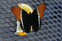 682.727- Rusty-tipped page - Siproeta epaphus