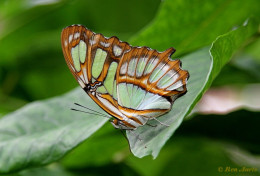 683.110- Malachietvlinder - Siproeta stelenes