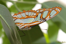 683.111- Malachietvlinder - Siproeta stelenes